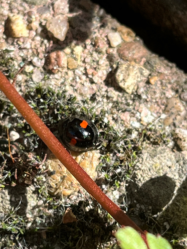 Kidney-spot Ladybird