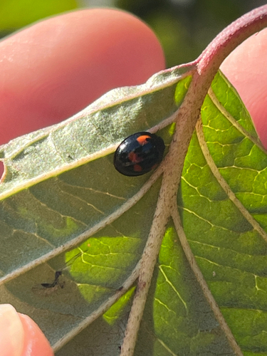 Pine Ladybird