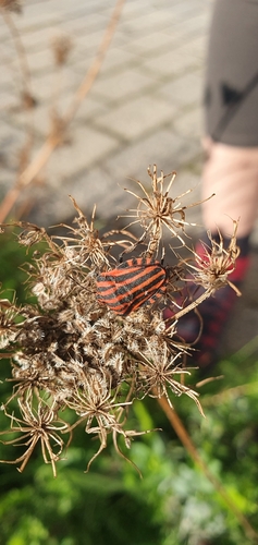 European Striped Shield Bug