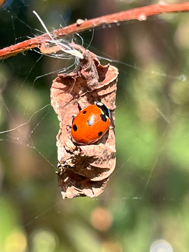 Seven-spotted Lady Beetle