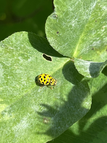 22-spot Ladybird