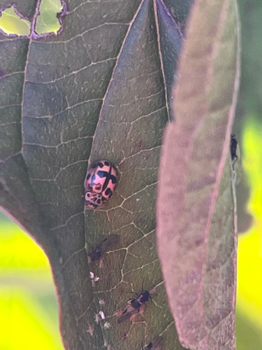 Poplar Ladybird Beetle