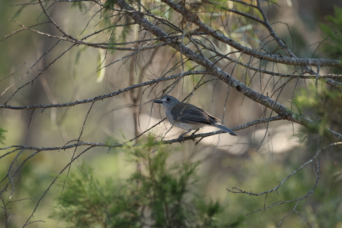 Gray Shrikethrush