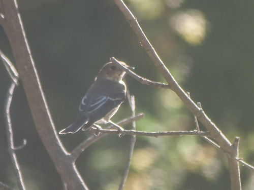 European Pied Flycatcher