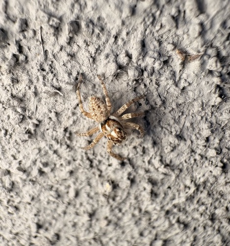 Half-edged Wall Jumping Spider