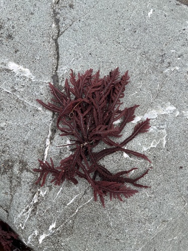 Neoptilota californica, 2026-09-19
