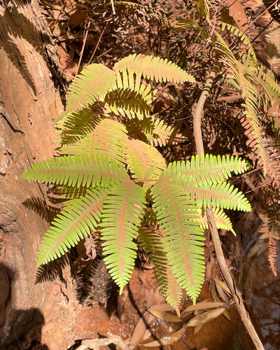 false staghorn fern