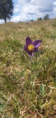 Pulsatilla vulgaris