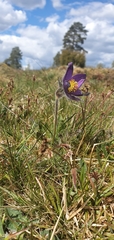 Pulsatilla vulgaris