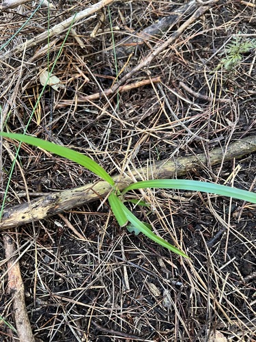 Dianella nigra, photograph 2