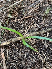 Dianella nigra, photograph author not stated, no rights reserved