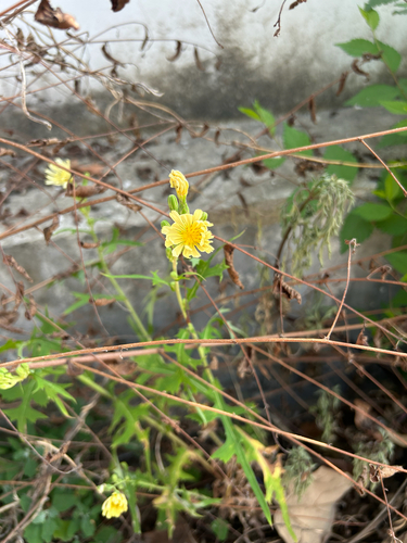Indian lettuce