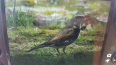 Turdus eunomus