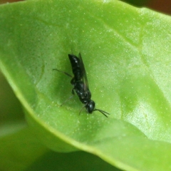 Passaloecus