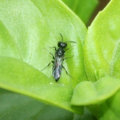 Passaloecus