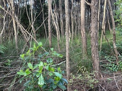 Coprosma lucida