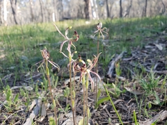 Caladenia barbarossa