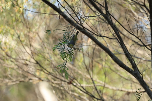 Silvereye