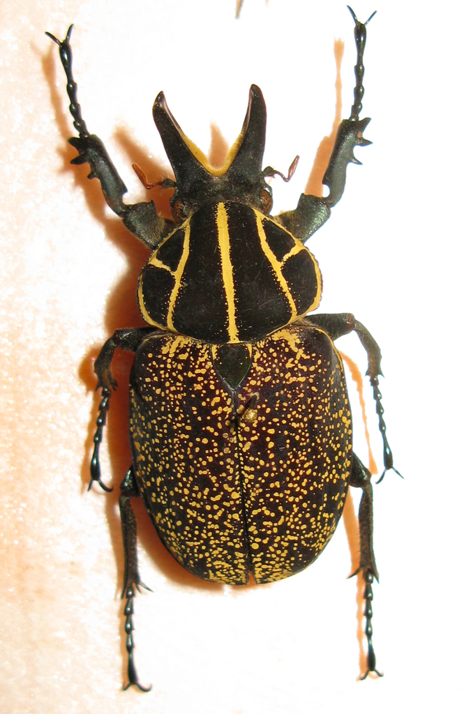 Inca clathratus