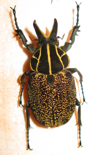 Inca clathratus