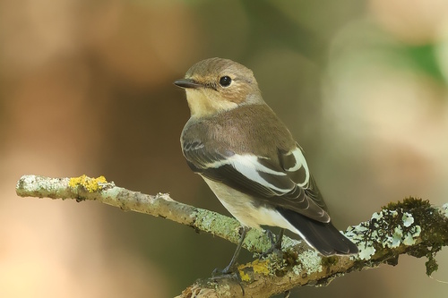 European Pied Flycatcher