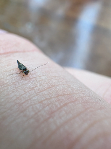 Myopsocus eatoni
