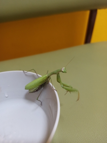 European Mantis