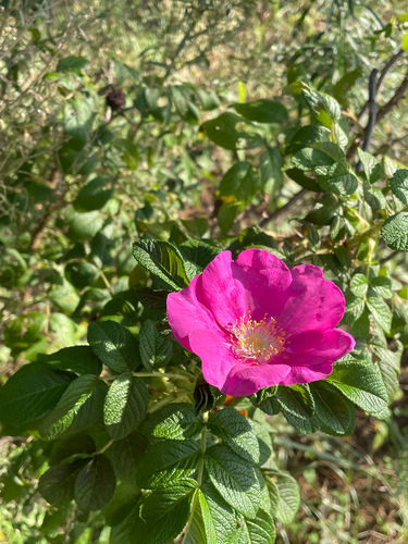 rugosa rose