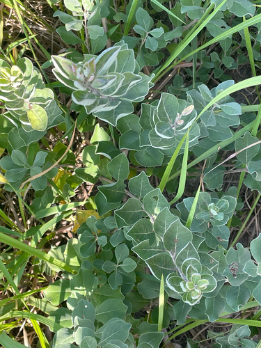 Beach Vitex