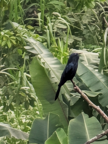 Black Drongo