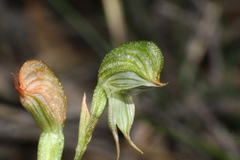 Pterostylis sargentii