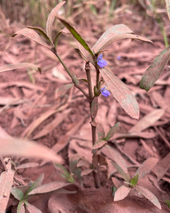 Hygrophila angustifolia