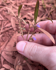 Hygrophila angustifolia, photograph yatesy, CC BY, iNaturalist via GBIF