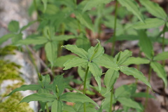 Galium kinuta