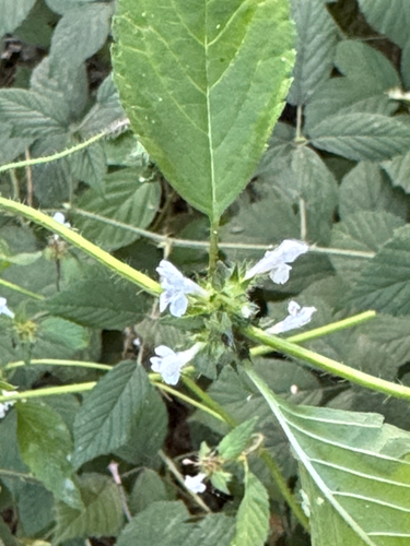 Galeopsis tetrahit, photograph 4