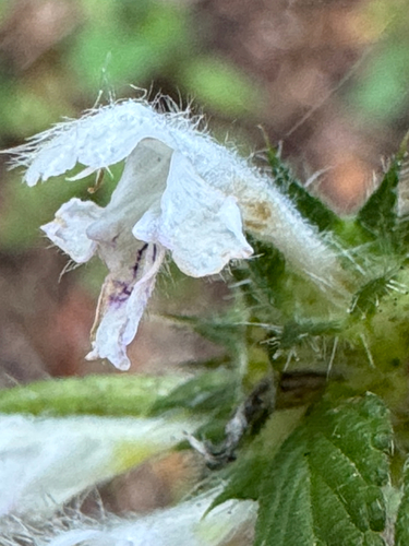 Galeopsis tetrahit, photograph 3
