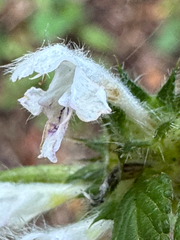 Galeopsis tetrahit, photograph (c) Terry Instone, some rights reserved (CC BY)