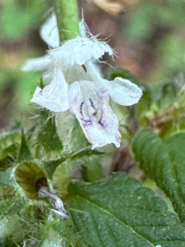 Galeopsis tetrahit, photograph 5
