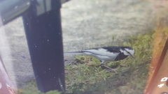 Motacilla alba