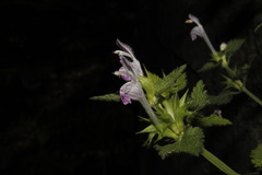 Lamium garganicum striatum