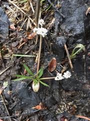Lomatium linearifolium