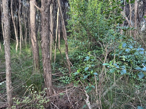 Myrsine australis, photograph 3