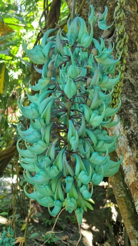 Strongylodon observed 2026-09-22