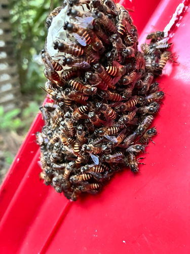 Asian Honey Bee