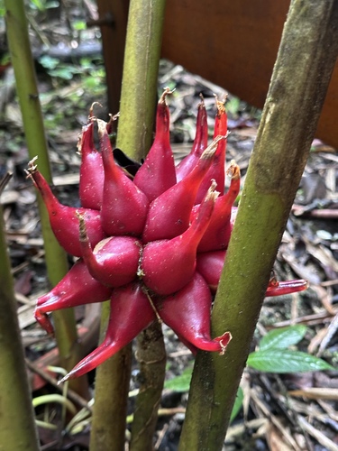 Etlingera venusta, 2026-09-22