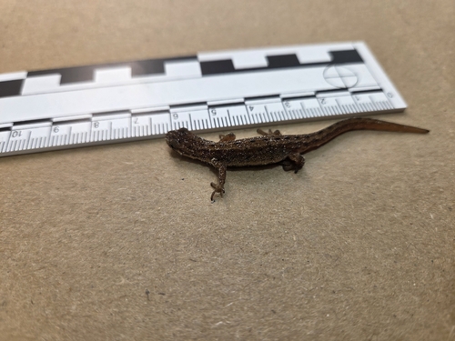 Smooth Newt