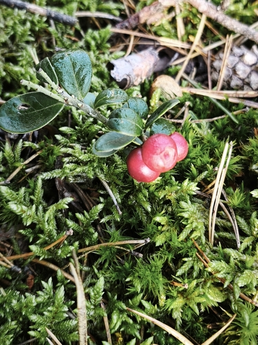 Lingonberry