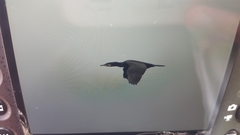 Phalacrocorax carbo