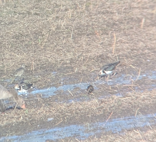 Northern Lapwing