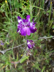 Collinsia